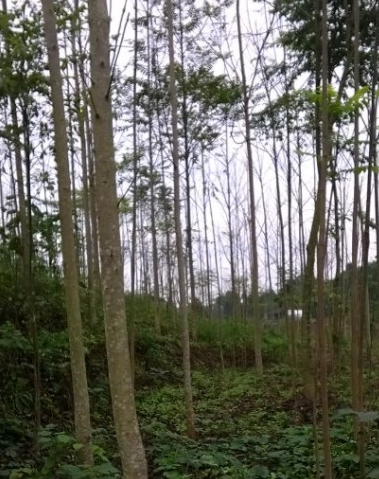 四川成都供應臭椿
