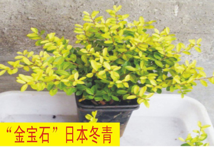 “金寶石”日本冬青