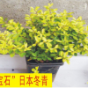 “金寶石”日本冬青