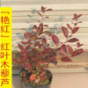 【艷紅】紅葉木藜蘆
