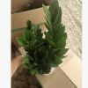 基地直銷 批發綠植 盆栽花卉 居家綠植 植物花卉 金錢樹150