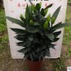 廣州批發 綠植盆栽 居家綠植 植物花卉 演員香水百合