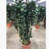 綠植盆栽 盆栽花卉 居家綠植 植物花卉 圓葉福祿桐350