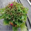 基地直銷 批發綠植 盆栽花卉 居家綠植 年宵花卉 富貴菊210