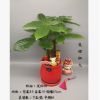廣州批發 綠植盆栽 居家綠植 精品盆栽 年宵花 鼠你紅火