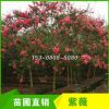 四川成都紅花紫薇 7/8/9公分紫薇批發(fā)