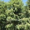 落羽杉-產地直銷-大量