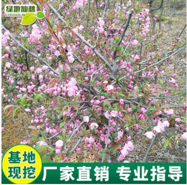 庭院地栽海棠樹苗基地直銷花園園林植物觀花綠化樹苗批發(fā)