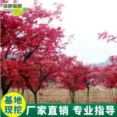 紅楓樹苗四季紅庭院室外陽臺(tái)觀花植物花卉基地直銷觀賞苗木紅楓苗