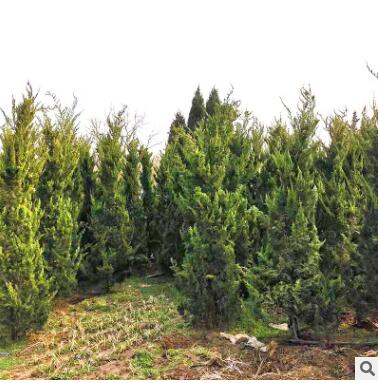 園藝園林植物龍柏灌木 常綠性龍柏灌木產(chǎn)地直銷露地柏樹苗