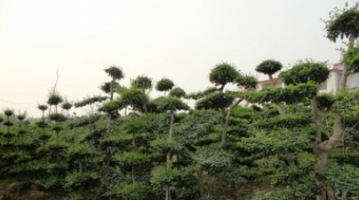 供應、黑松、木瓜、美人梅、紅王子錦帶、火棘、麥冬草