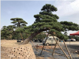 湖南羅漢松,造型羅漢松盆景，羅漢松古樁，20公分羅漢松價格