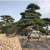 湖南羅漢松,造型羅漢松盆景，羅漢松古樁，20公分羅漢松價格