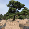 湖南造型榆樹，20公分榆樹造型價格哪家優惠？瀏陽榆樹樁哪里多