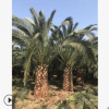 加拿利海棗產(chǎn)地直銷 五百畝加拿利海棗基地報價 歡迎實地考察