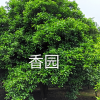 香園