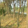 自產自銷優質烏桕，15公分烏桕批發價格