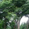 湖州欒樹基地，湖州欒樹價格，湖州欒樹照片