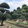 日本進(jìn)口羅漢松非國產(chǎn)羅漢松