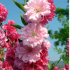 桃花樹—桃花樹—桃花樹