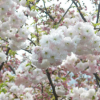 櫻花