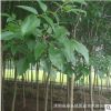 園林綠化工程苗木白蠟林蔭行道樹落葉喬木江蘇白蠟白蠟