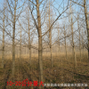 園林工程綠化苗木銀杏行道風(fēng)景落葉喬木實(shí)生嫁接白果銀杏