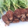 無盡夏繡球花苗 觀賞植物繡球種苗八仙花盆栽小苗批發(fā)