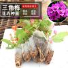 斗南基地自培三角梅種苗四季觀賞盆栽植物三角梅產(chǎn)地批發(fā)花卉苗木