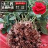 新品法蘭西玫瑰種苗基地直發(fā) 不足一年生玫瑰花小苗綠化工程苗木