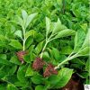 昆明基地長期供應(yīng)玫瑰月季繡球康乃馨花苗多品種小單客戶