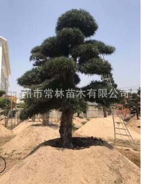 日本進口羅漢松 別墅庭院羅漢松 造型羅漢松 景觀羅漢松