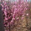 雙花榆葉梅