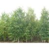 白樺樹