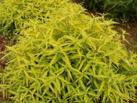 金葉蕕
