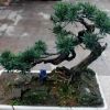 羅漢松