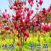 玉蘭