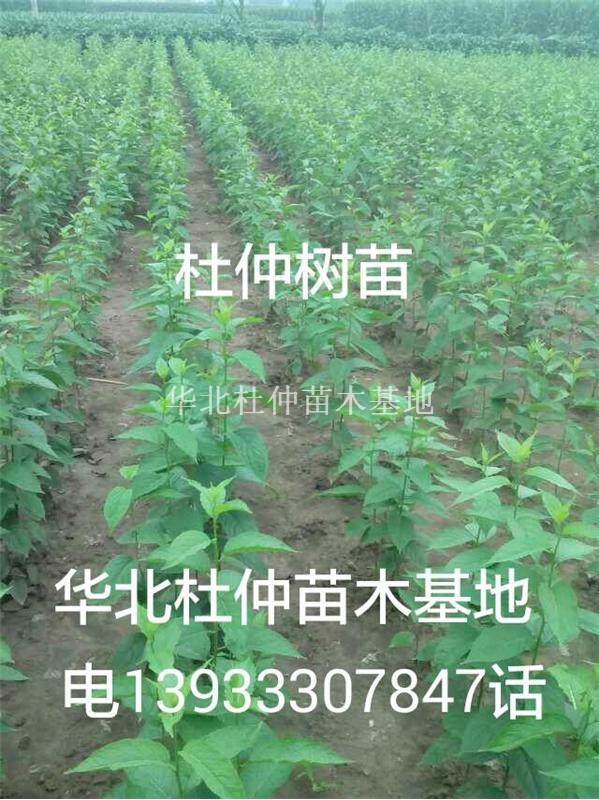 杜仲