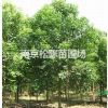 構樹