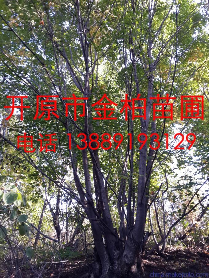 蒙古櫟