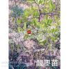 棗樹