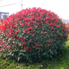 紅葉石楠