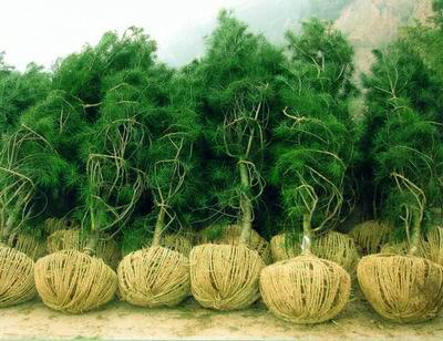 華山松