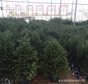 紅豆杉