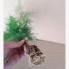 盆景苗盆栽桌面綠植花卉文竹凈化空氣四季常青植物室內(nèi)防輻射