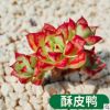 多肉植物 酥皮鴨 盆栽綠植花卉盆花組合多肉辦公室盆景