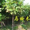 馬褂木