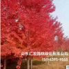 基地種植紅楓樹 廠家現貨 規格齊全 庭院園林綠化紅楓樹批發