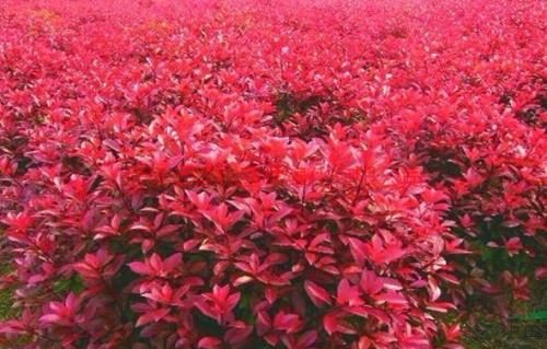 紅葉石楠