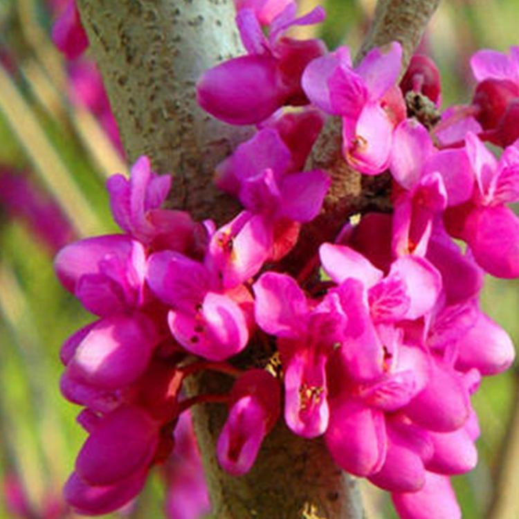 紫荊